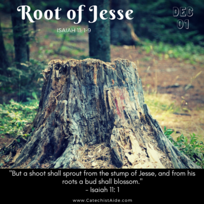 Jesse Tree December 1